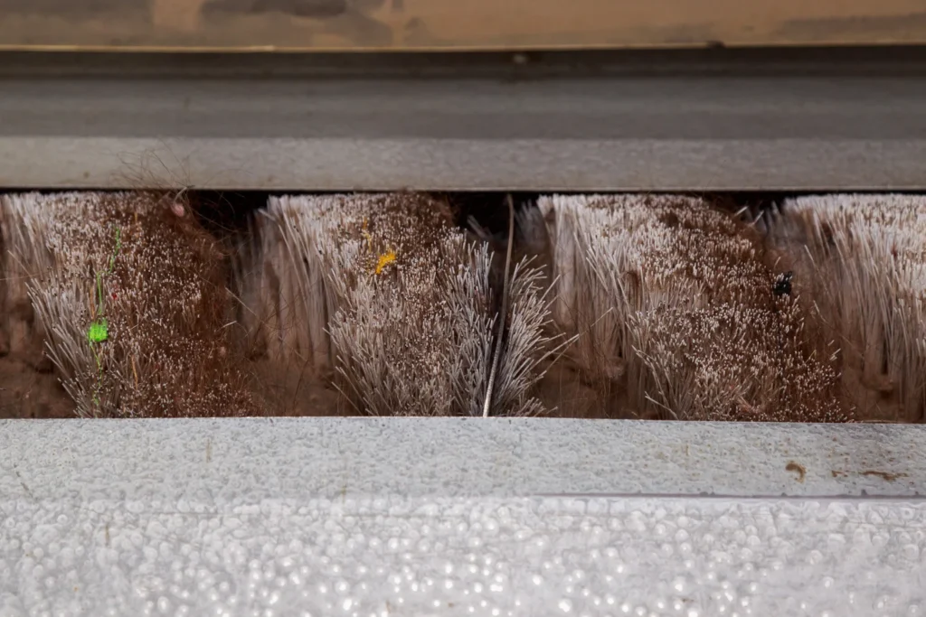 cleaners-cat-carpet-12929