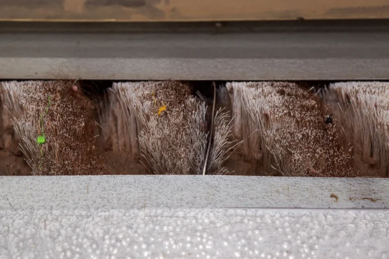 cleaners-cat-carpet-12929