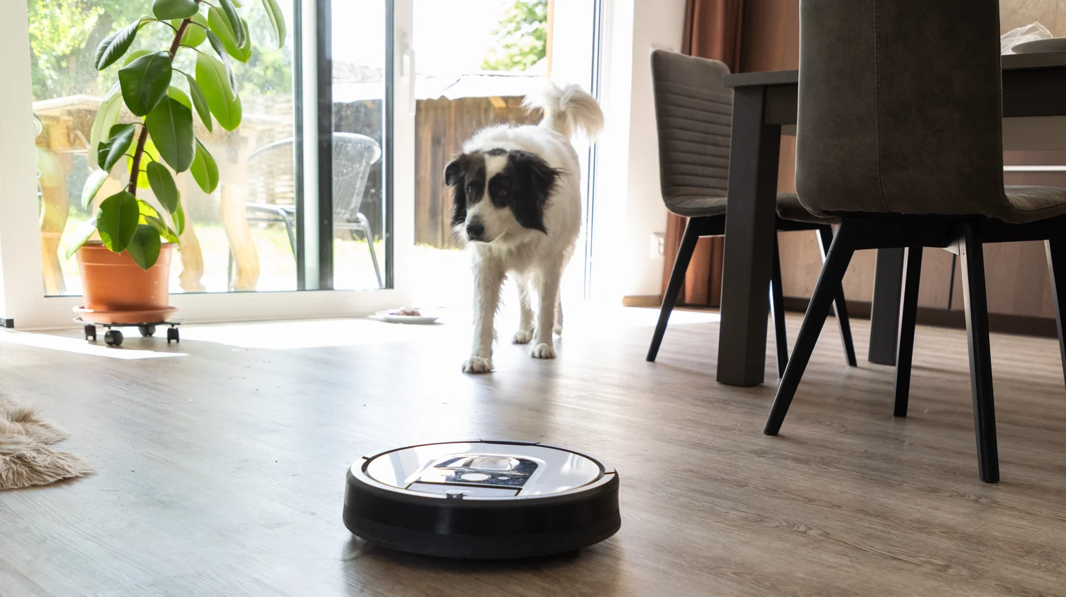Robot vacuum cleaner in a bright living room